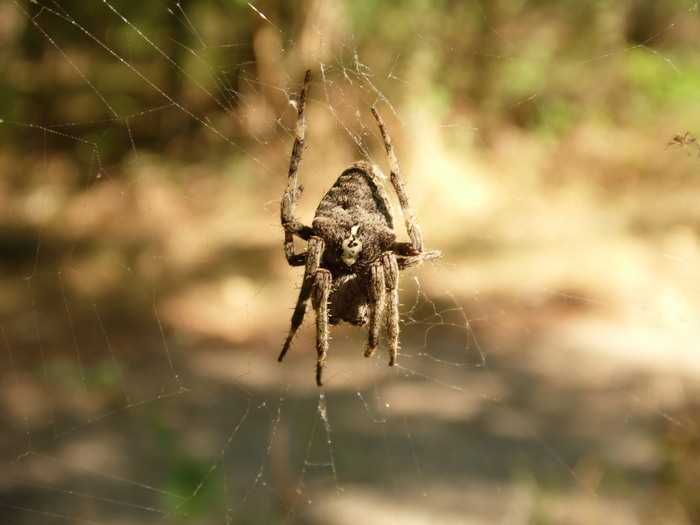 Araneus sp. (A. circe o A. angulatus)